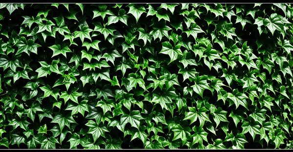 Lierres artificielles : conseils pour une décoration réussie