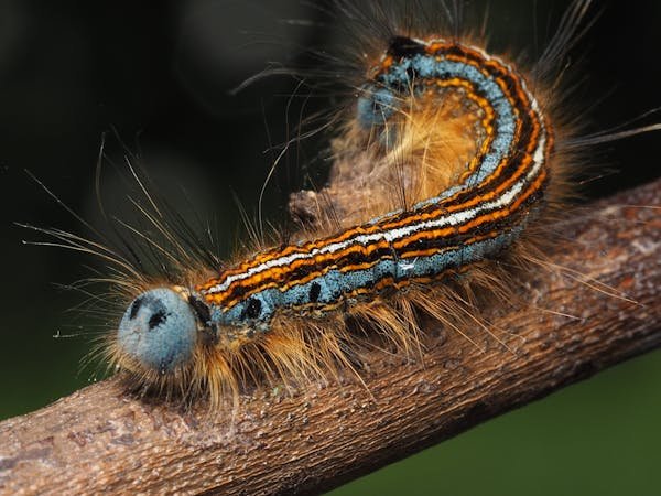 Comment lutter efficacement contre les chenilles processionnaires ?